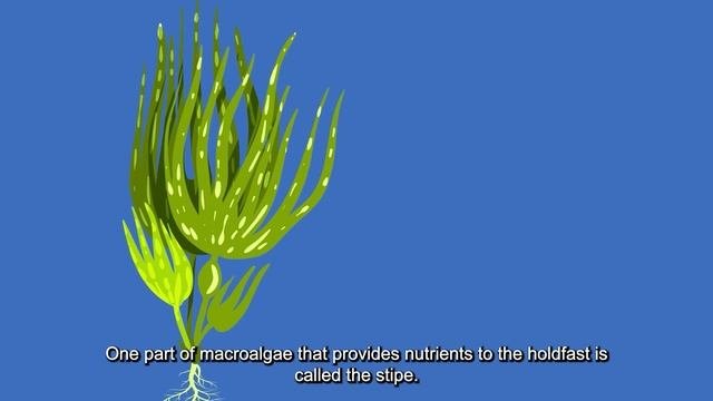 What Is Algae?