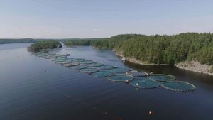 КАЛА РАНТА – форелевое хозяйство полного цикла