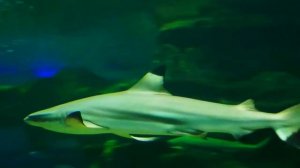 Tina Wedel: Морской роман - Автор и Исполнитель