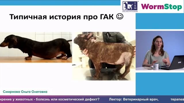 Ожирение у животных - болезнь или косметический дефект?