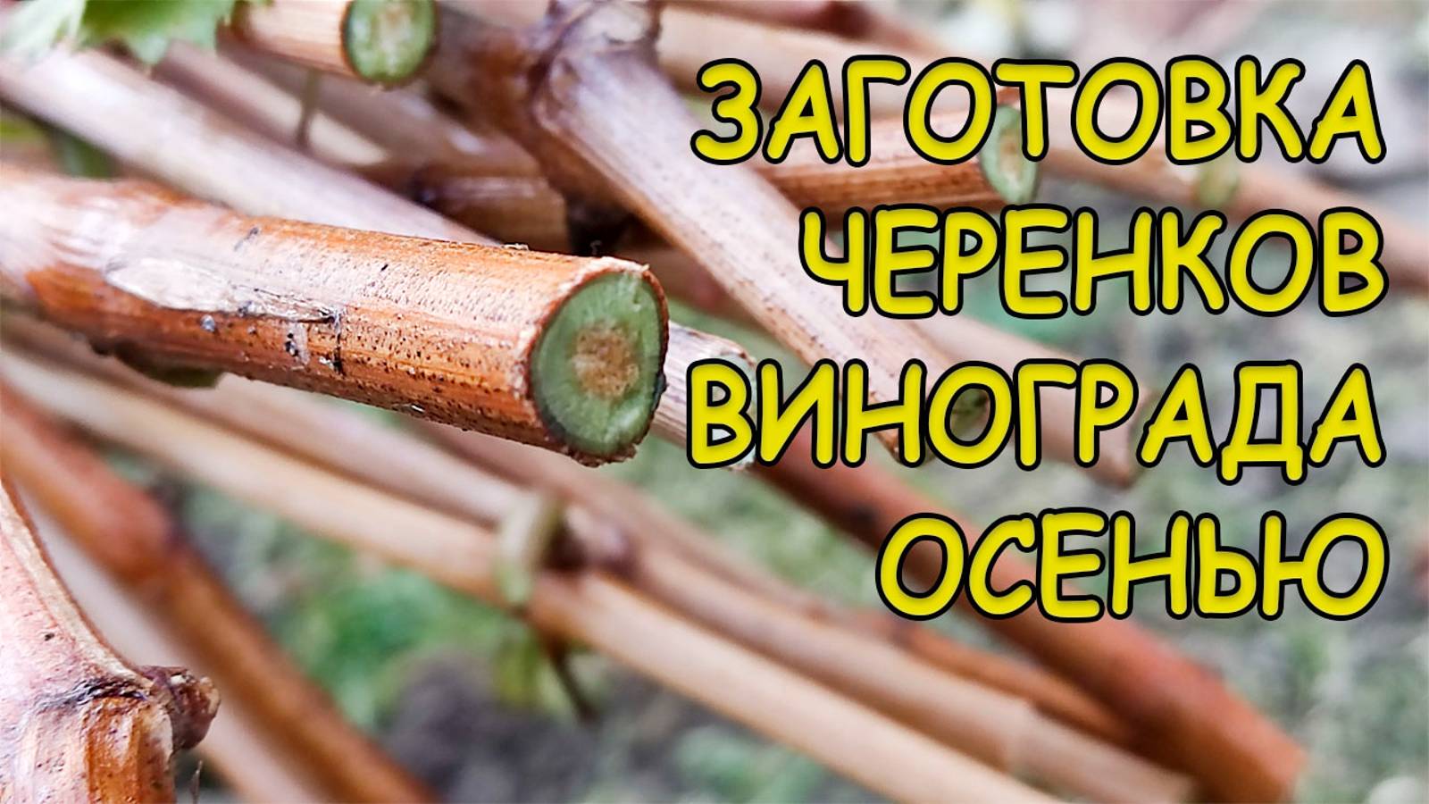 ⚡ ЧЕРЕНКИ 🌱 винограда 🍇 погибнут зимой, если вы не знаете эти секреты 🤫опытных виноградарей 🥸