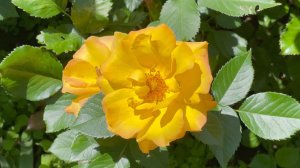 Июнь в Саду 22 июня 2024 часть 3