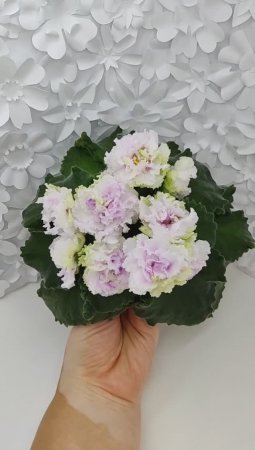 Фиалка АВ-Свадебное Путешествие