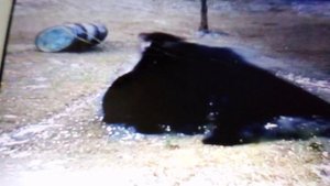 Почему самцы медведей опасны для медвежат в дикой природе.