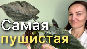 Посадка в Leshuza на фитиль  АЛОКАЗИИ Анторо Вельвет / Alocasia Antoro Velvet. Новинка!