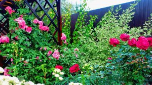 Что посажено в саду в процессе благоустройства в зоне отдыха.