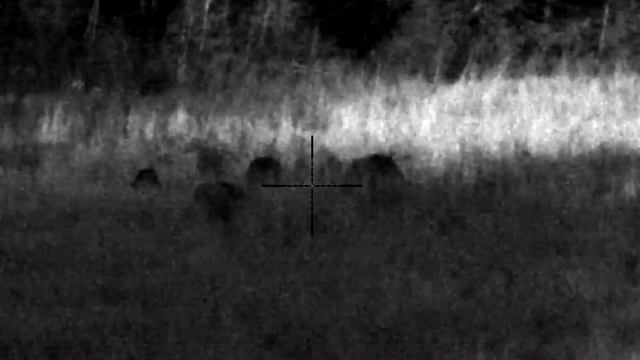 Охота на кабанчика  на овсах