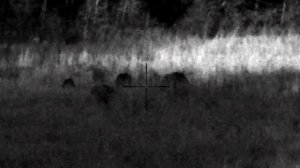 Охота на кабанчика  на овсах