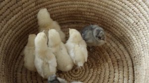 5259700-uhd_4096_2160_30fps