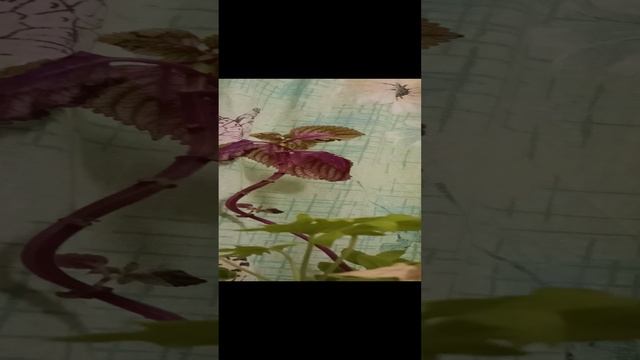 песня Для меня ты совсем загадка (набросок)
