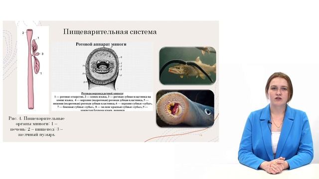 Круглоротые