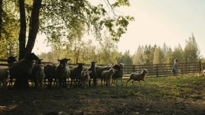 4921864-uhd_4096_2160_25fps