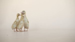 5260092-uhd_4096_2160_30fps