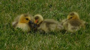 4507953-hd_1920_1080_30fps