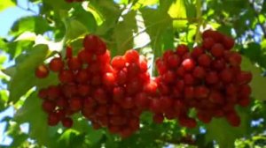 Красная книга Иркутской области