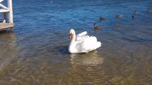 Изборск  Городищенское озеро.