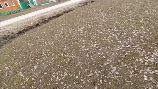 Щенок алабая. Знакомим с основными командами сдерживания.