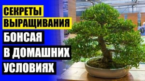 Комнатные цветы воронеж купить 🔴 Бонсай из каштана