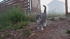 4582458-hd_1920_1080_25fps