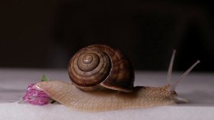 4782179-uhd_3840_2160_30fps