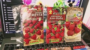 Земляника из семян. Эксперимент 2025.