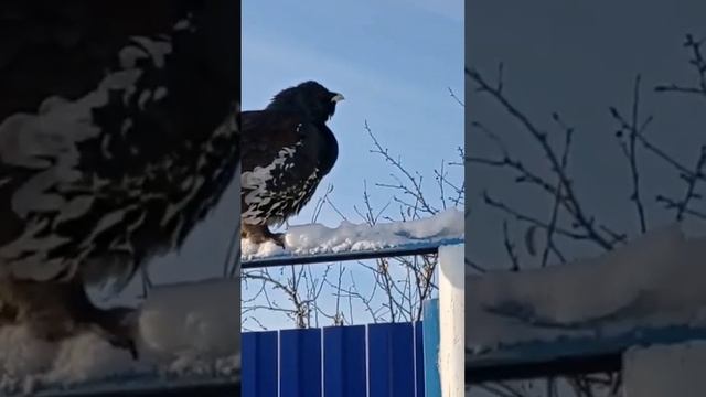 Глухарь залетел в гости