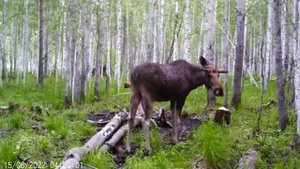 Лоси на солонце. Видео с фотоловушки.