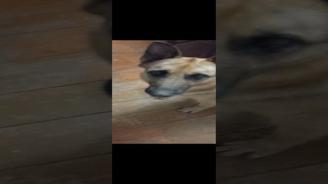 Альфа дома