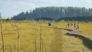 СЕСТРОРЕЦКОЕ БОЛОТО - заказник в Курортном районе Санкт-Петербурга