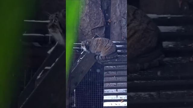 🐱Манул Тимофей из Московского зоопарка не оценил выпавший снег🐱