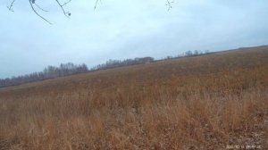 Охота на косулю. TG3 Lancaster 9.6х53 and Yukon Jaeger 3-9х40