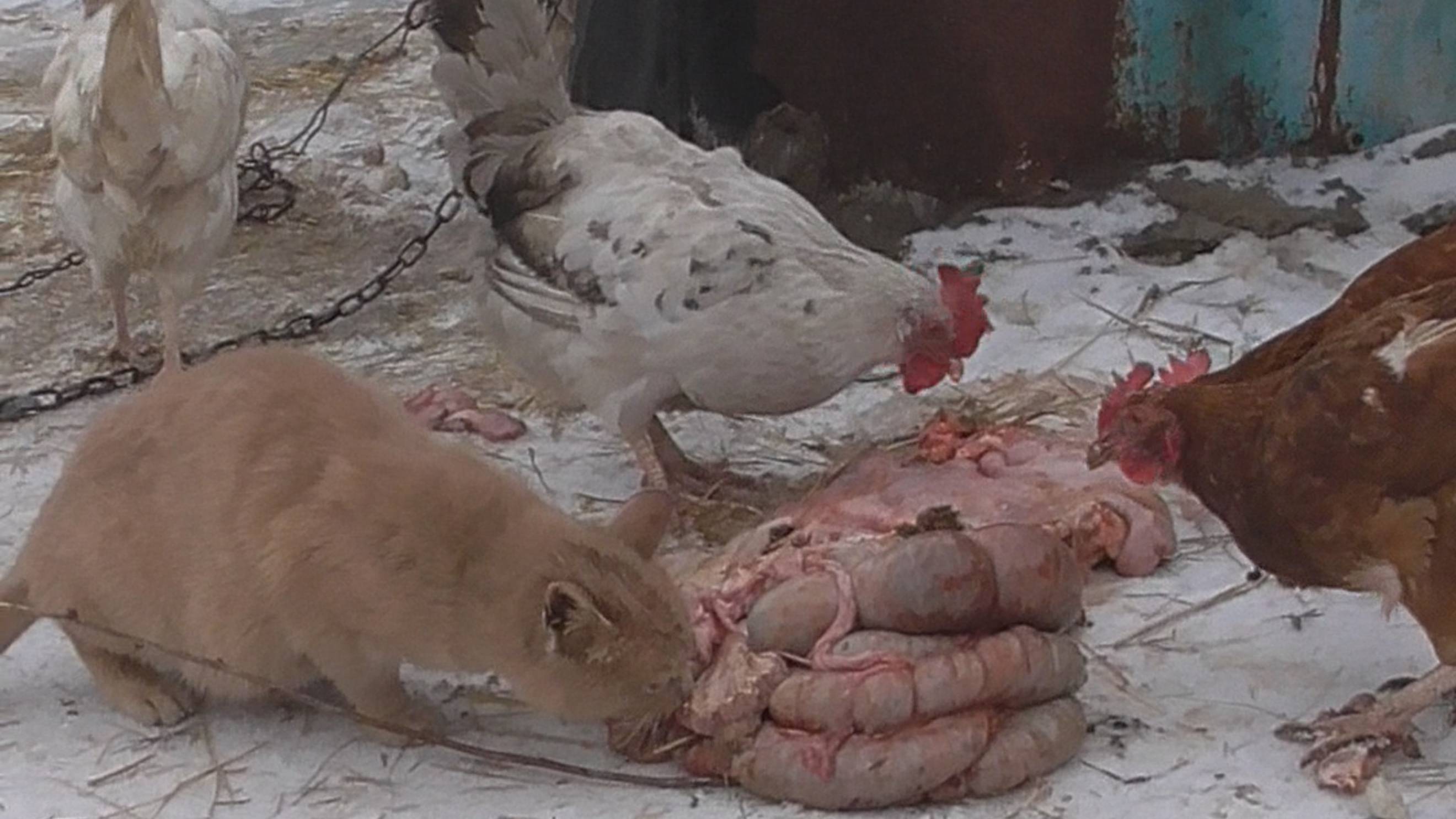 Кошки и куры едят свининые кишки смотреть онлайн