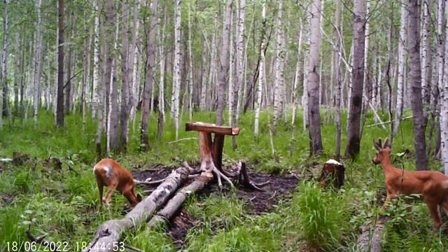 Косули на солонце. Видео с фотоловушки. Трофейный самец косули