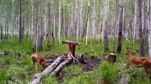 Косули на солонце. Видео с фотоловушки. Трофейный самец косули
