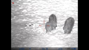 Охота на кабана с вышки