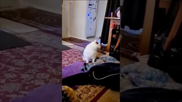 А пробег не скручен?