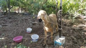 4992217-hd_1920_1080_30fps