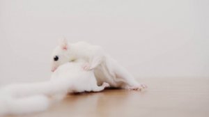 8433854-uhd_4096_2160_25fps