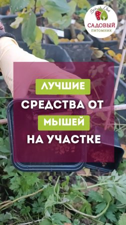 Лучшее средство в борьбе с мышами
#ловушкадлямышей #грызунами #отравадлягрызунов