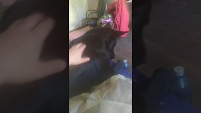 VID-20241105-WA0004.mp4 смотреть онлайн