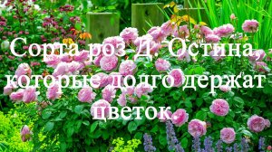 Сорта роз Д.Остина, которые долго держат цветок. Часть третья.