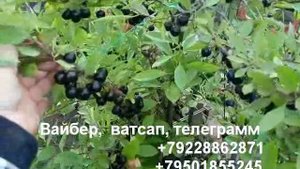 Вишня песчаная бессея разные номерные сортотипы видео-3