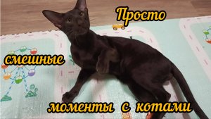 Смешные коты, хвостатые разбойники