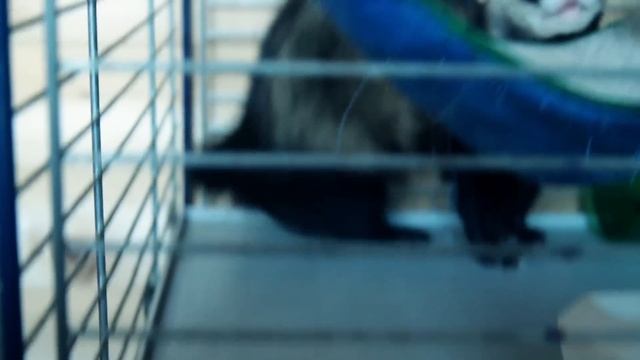 Canon 50D Video Magic Lantern прошивка смотреть онлайн