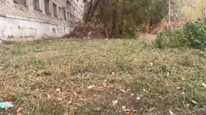 ул.Балаковская. Самара. Ветки