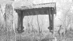 Сибирская косуля на солонце