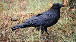 854284-hd_1920_1080_30fps