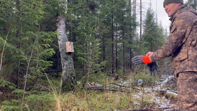 Выставляю капканы на соболя, новый путик. Сезон 2024 год. смотреть онлайн
