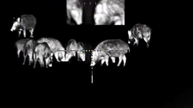 Охота на кабана с вышки