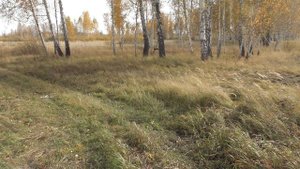 Еду в лес на электротяге